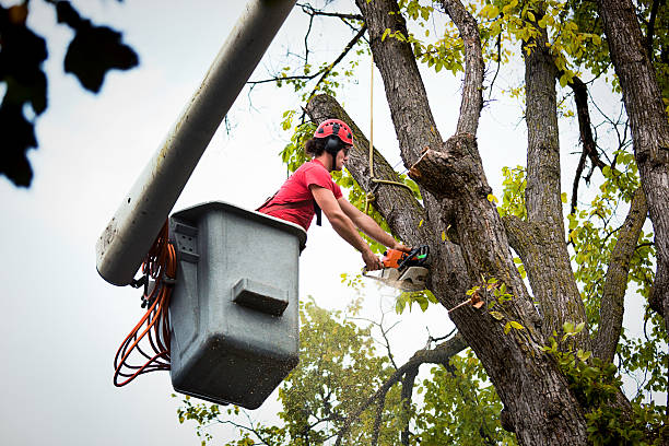  Glen Head, NY Tree Removal and Landscaping Services Pros